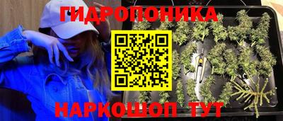сатива Кимры